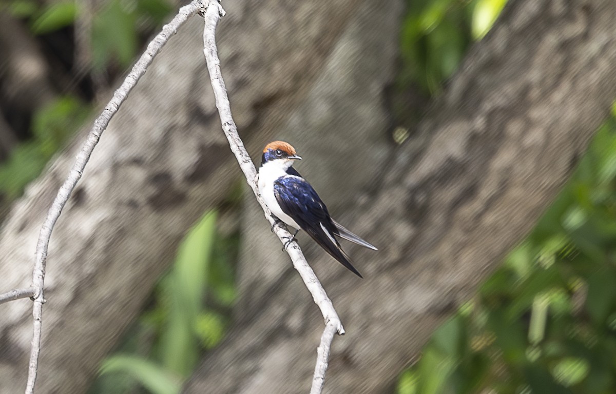 Wire-tailed Swallow - ML642757159