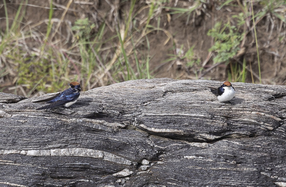 Wire-tailed Swallow - ML642757161