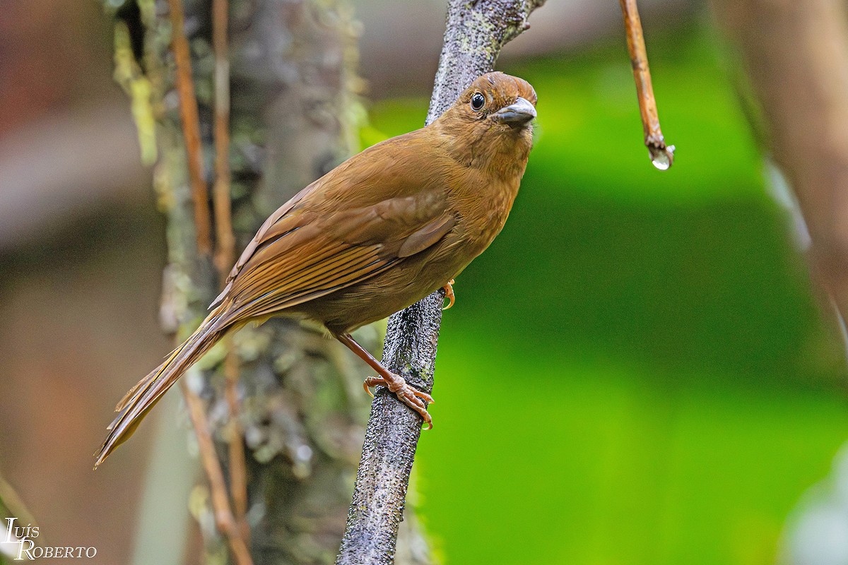 Red-crowned Ant-Tanager (Red) - ML642757166