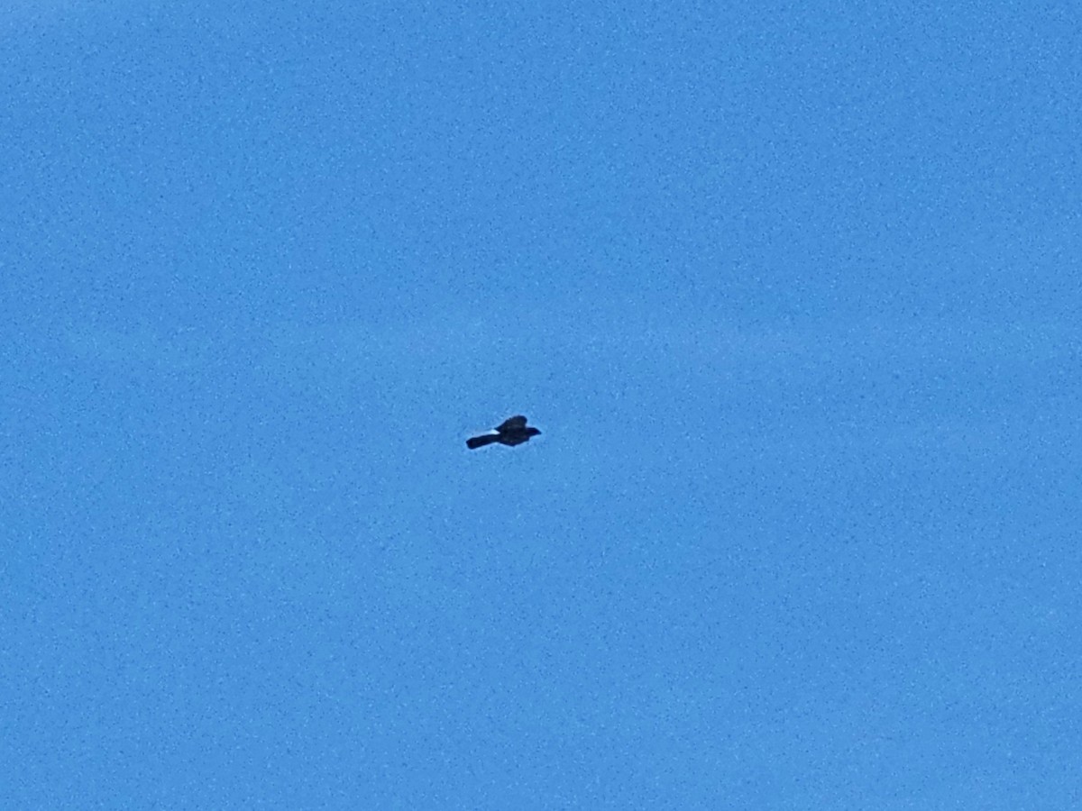 鳳頭蒼鷹 - ML642757170