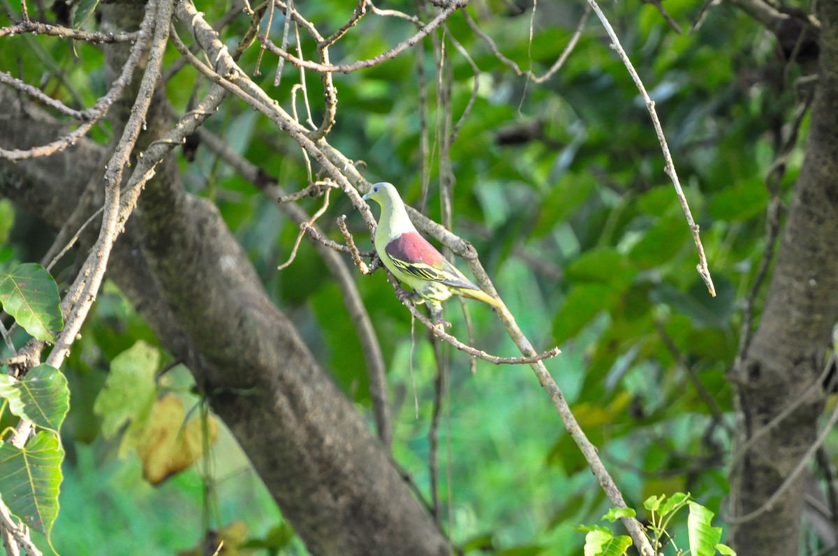 Gray-fronted Green-Pigeon - ML642757175