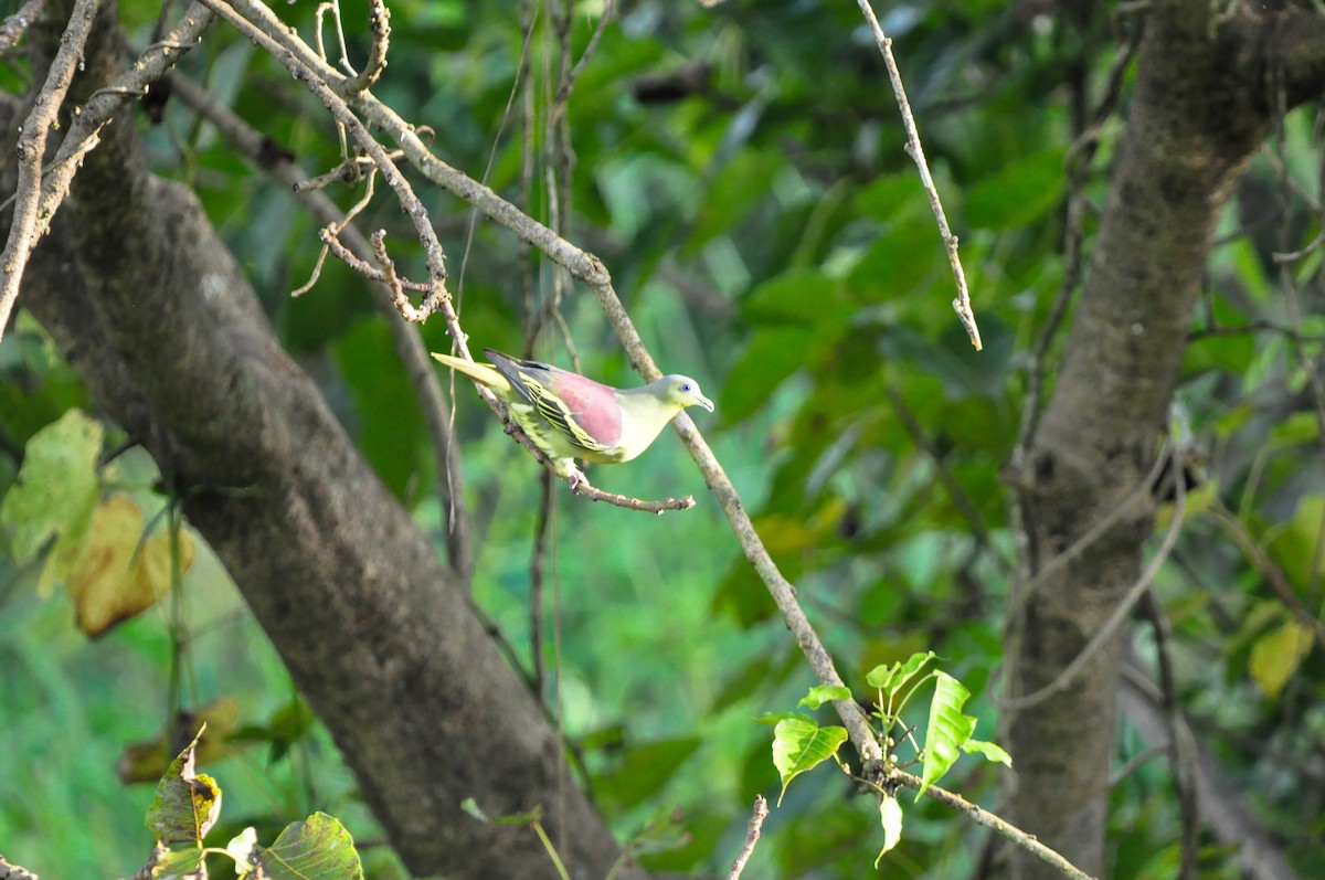 Gray-fronted Green-Pigeon - ML642757185