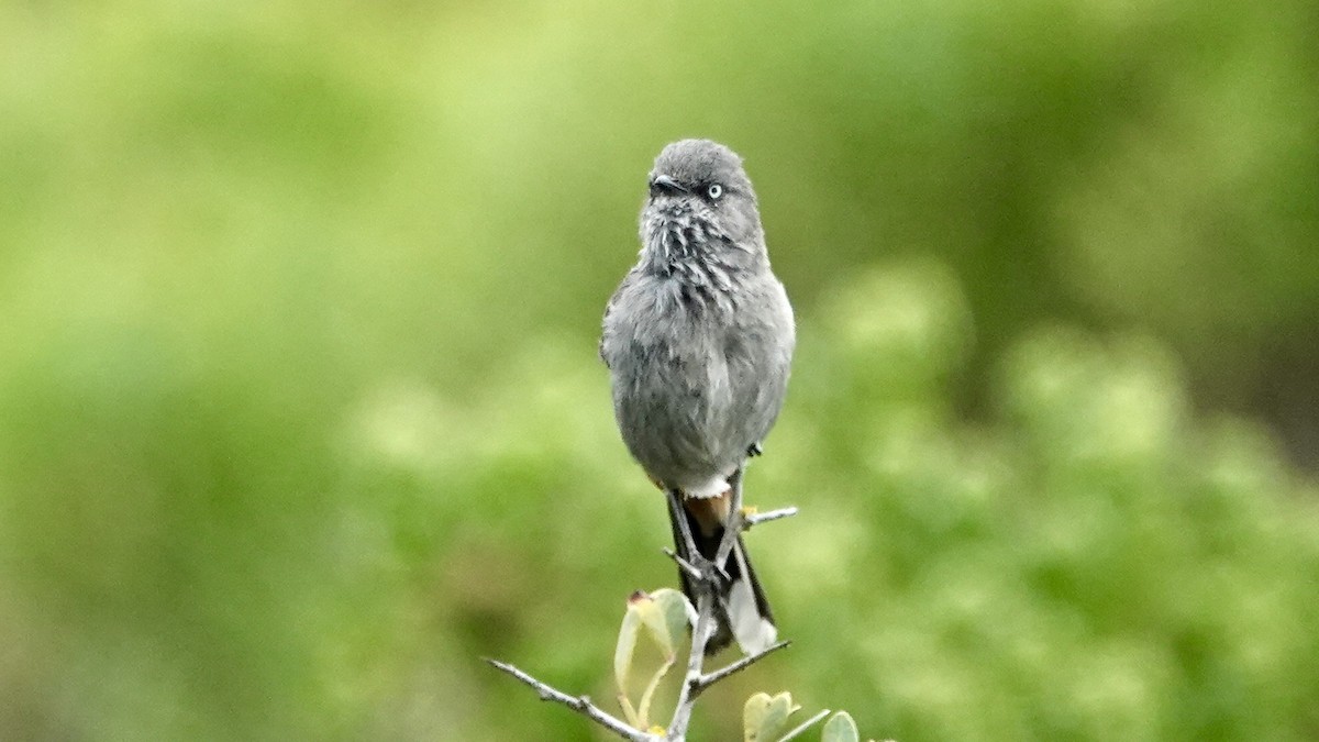 Chestnut-vented Warbler - ML642757186