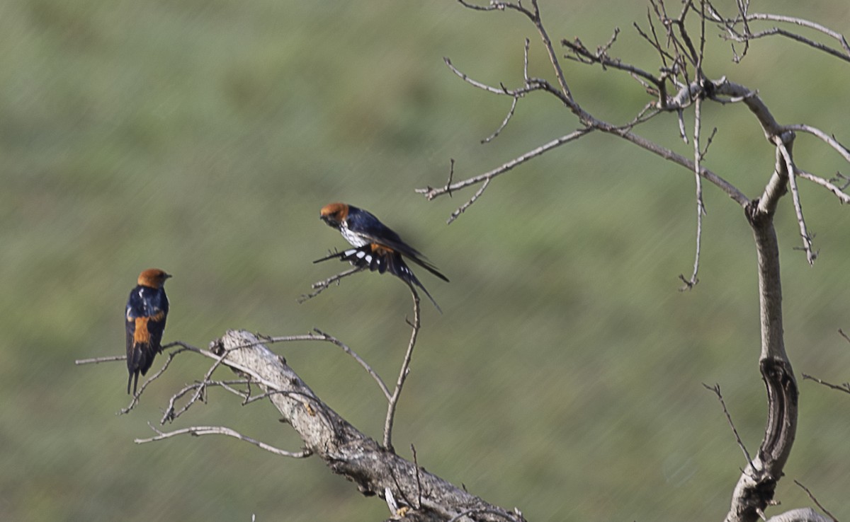 Lesser Striped Swallow - ML642757195