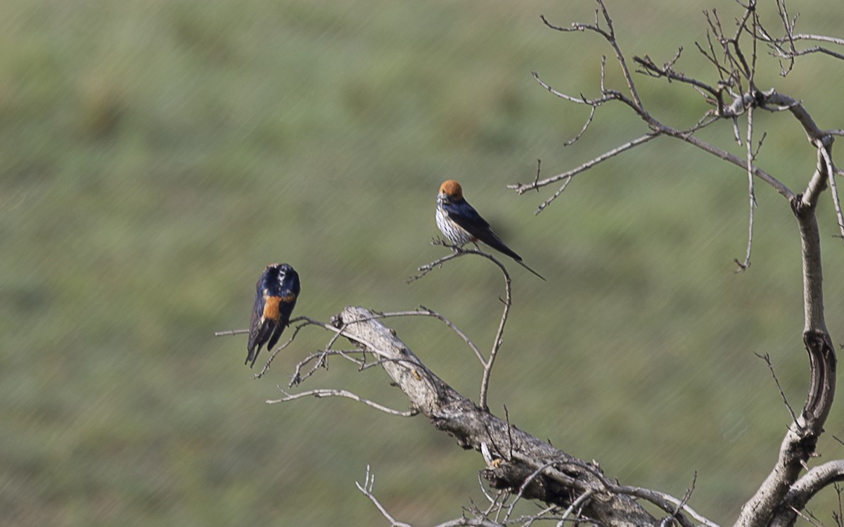 Lesser Striped Swallow - ML642757196
