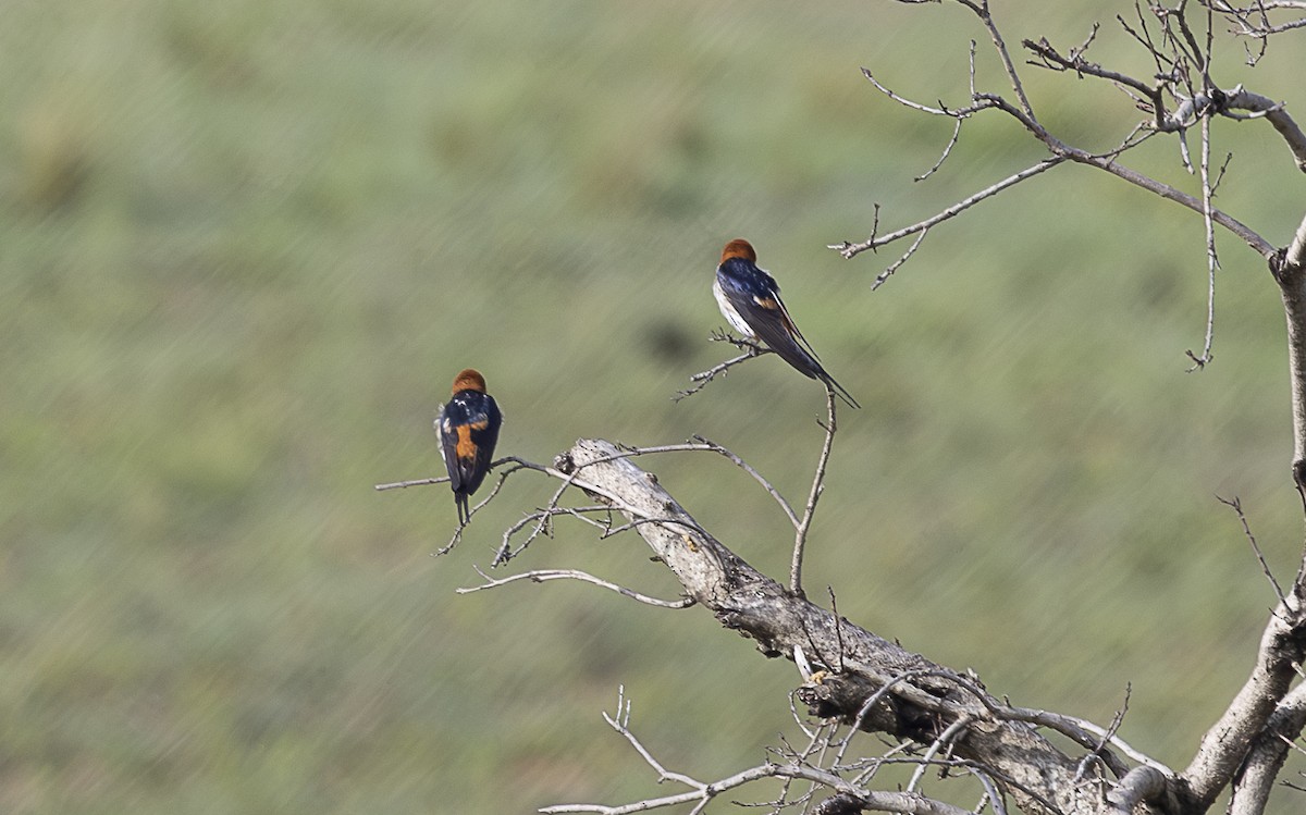 Lesser Striped Swallow - ML642757197