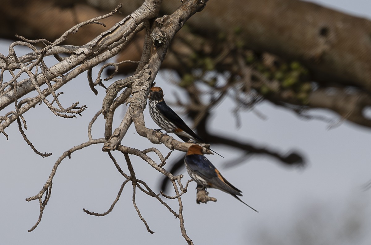 Lesser Striped Swallow - ML642757198