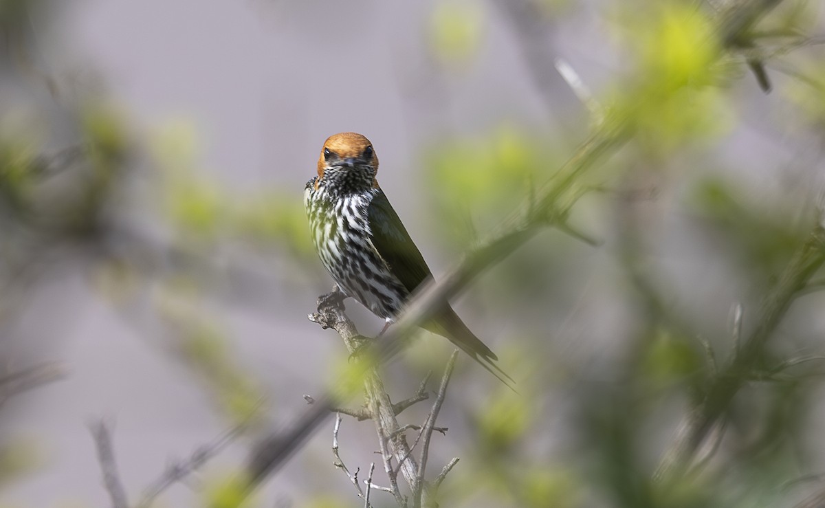 Lesser Striped Swallow - ML642757199
