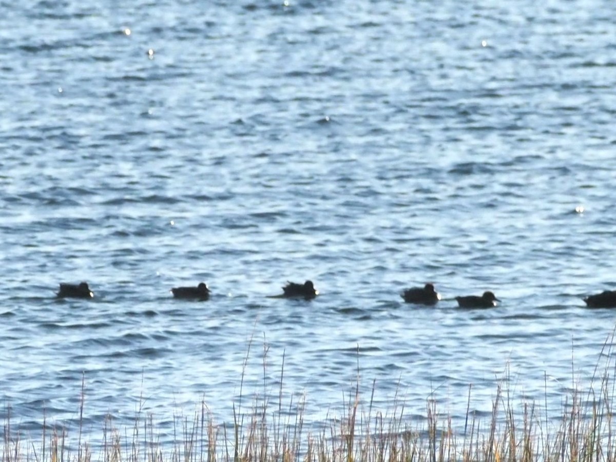 Green-winged Teal - ML642757211