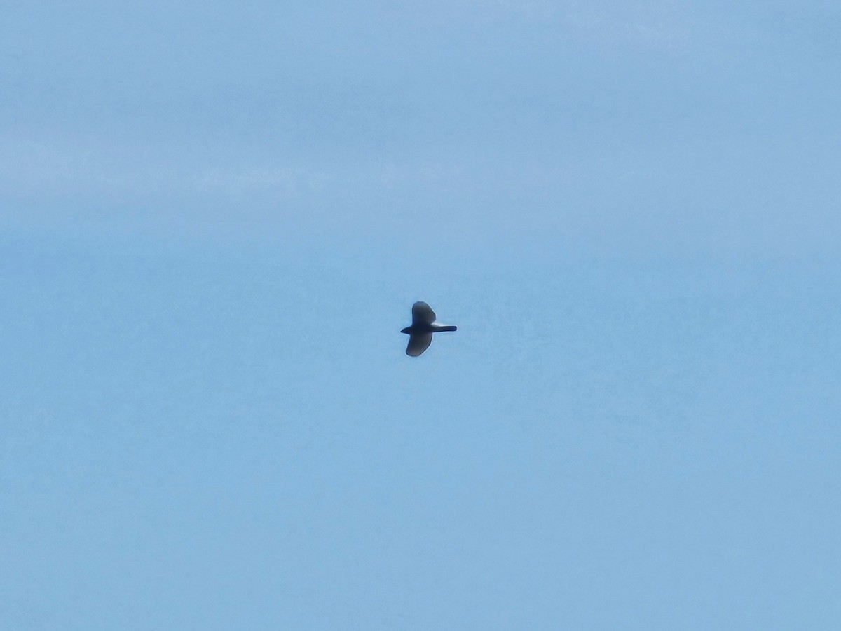 鳳頭蒼鷹 - ML642757214