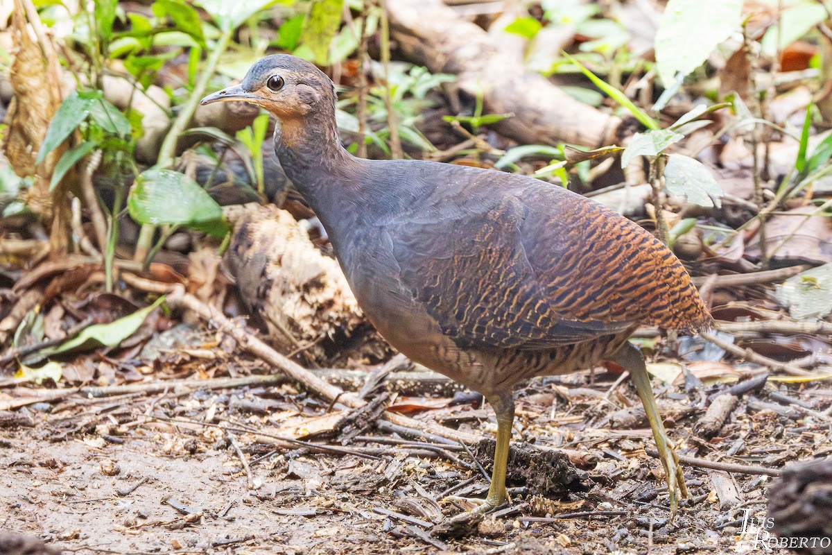 Yellow-legged Tinamou (noctivagus) - ML642757215