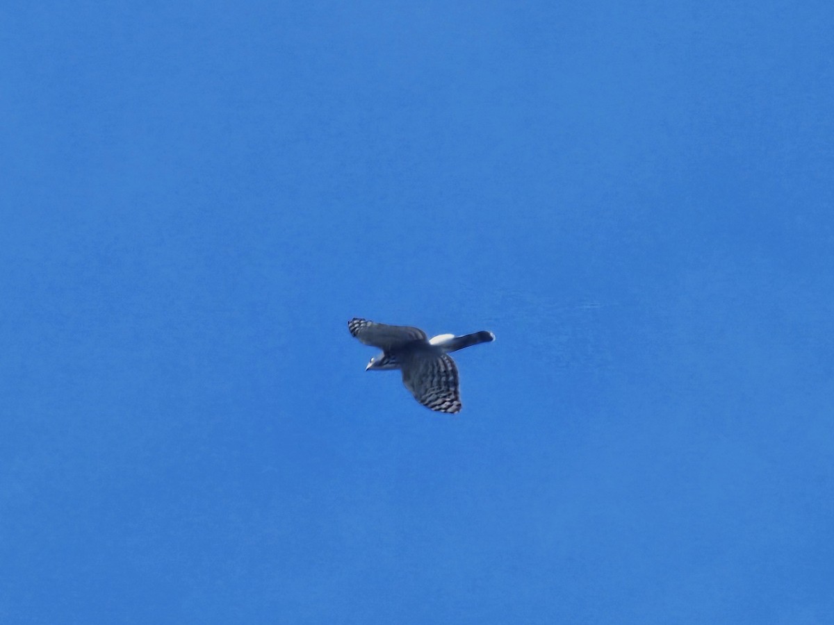 鳳頭蒼鷹 - ML642757220