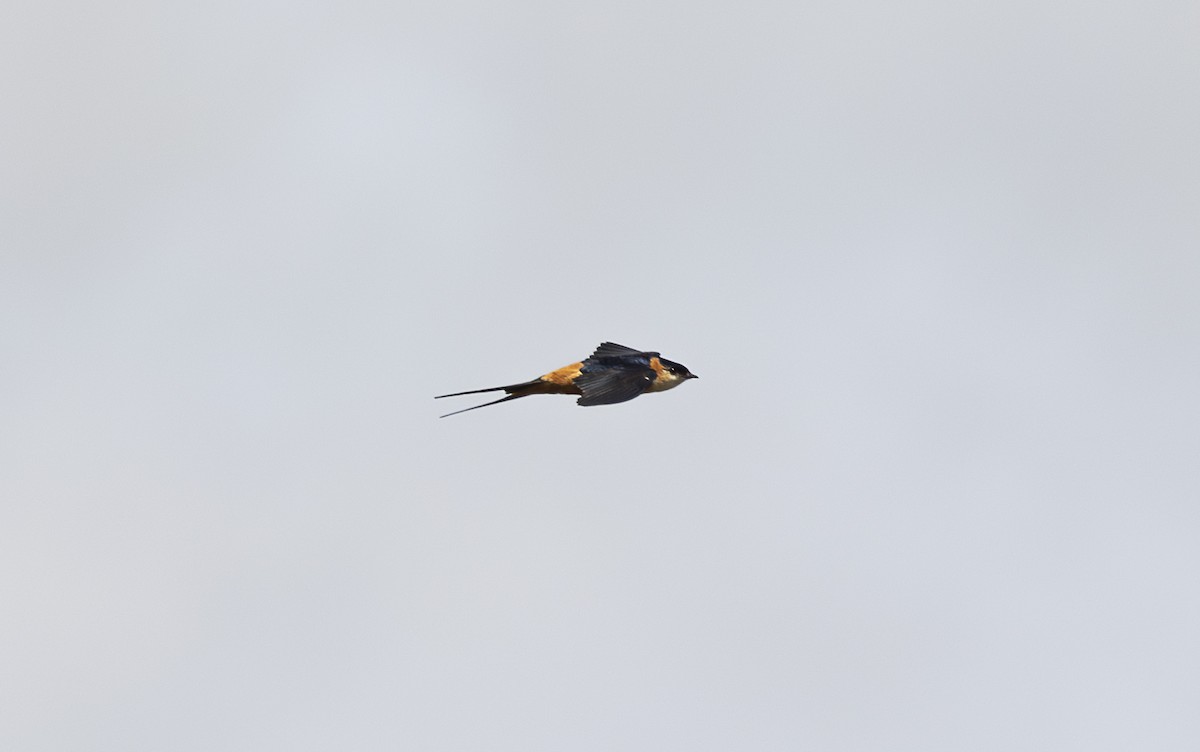 Rufous-chested Swallow - ML642757223