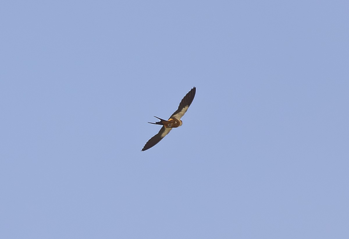 Rufous-chested Swallow - ML642757224