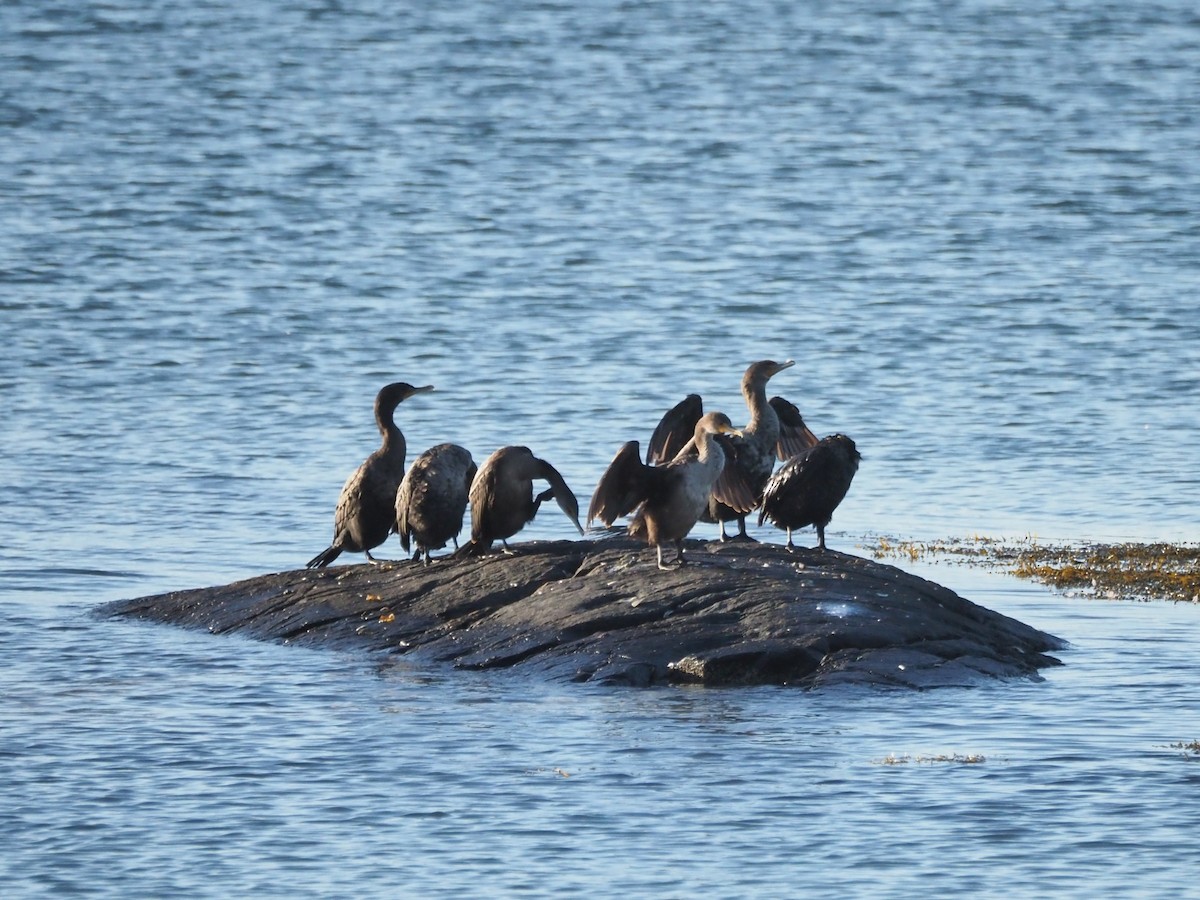 Double-crested Cormorant - ML642757233