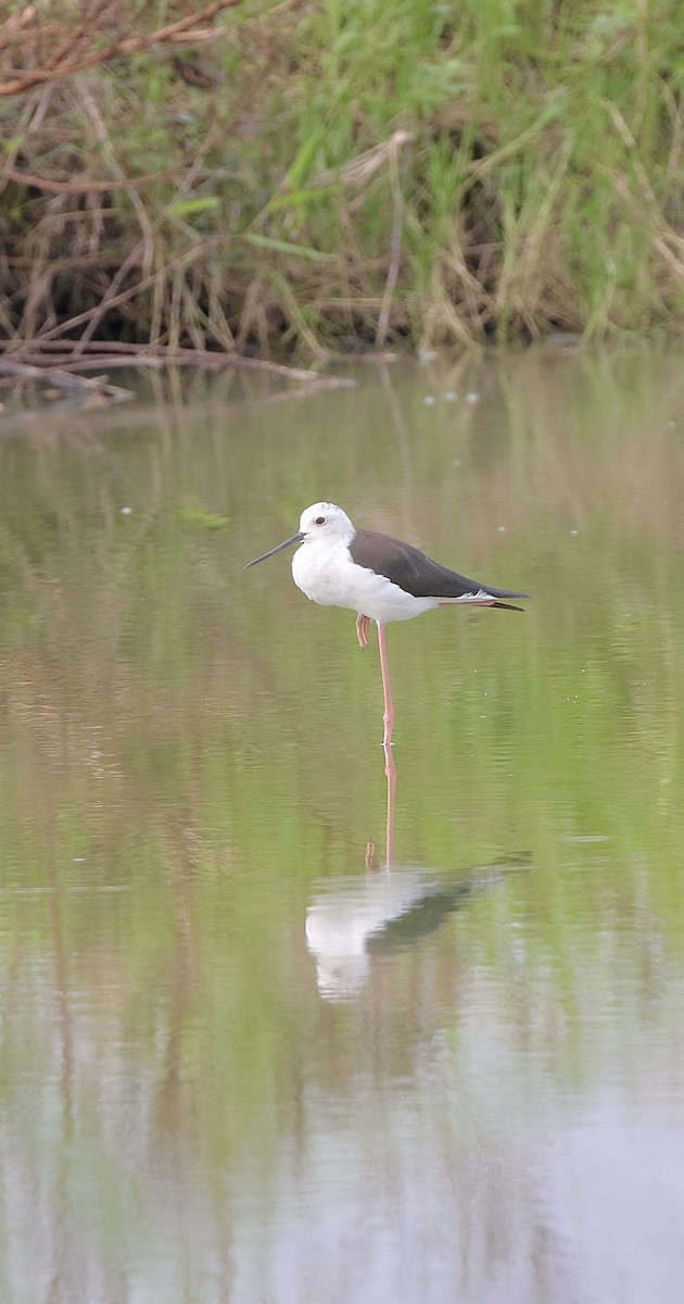 Эгэл хилэн жигүүр - ML642757254