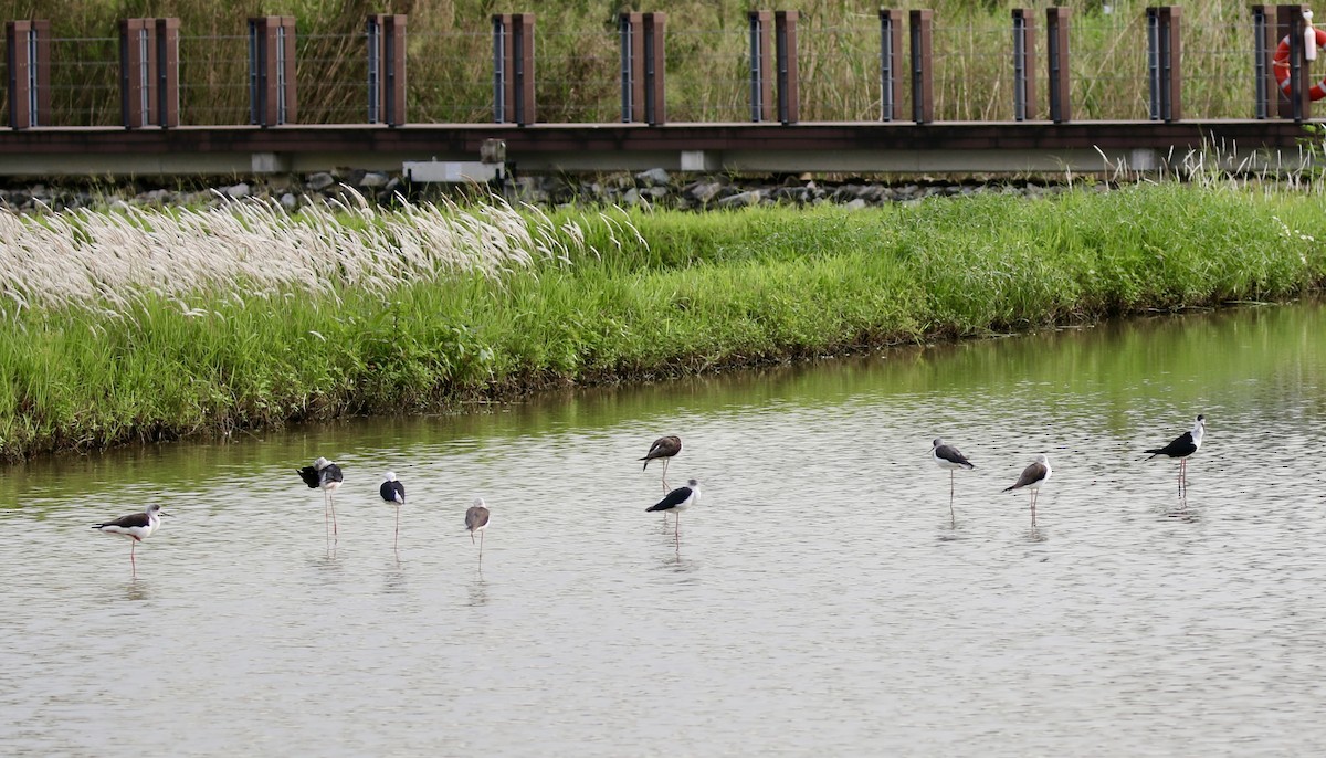 Эгэл хилэн жигүүр - ML642757255