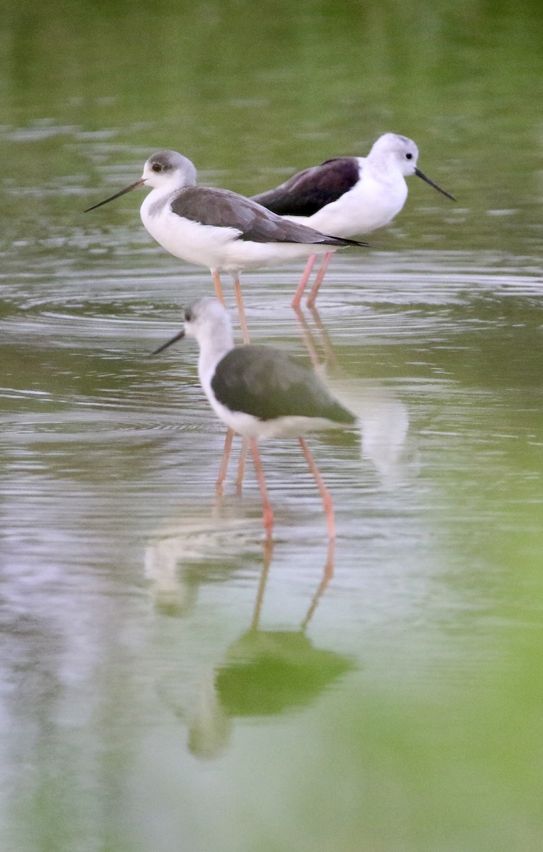 Эгэл хилэн жигүүр - ML642757256