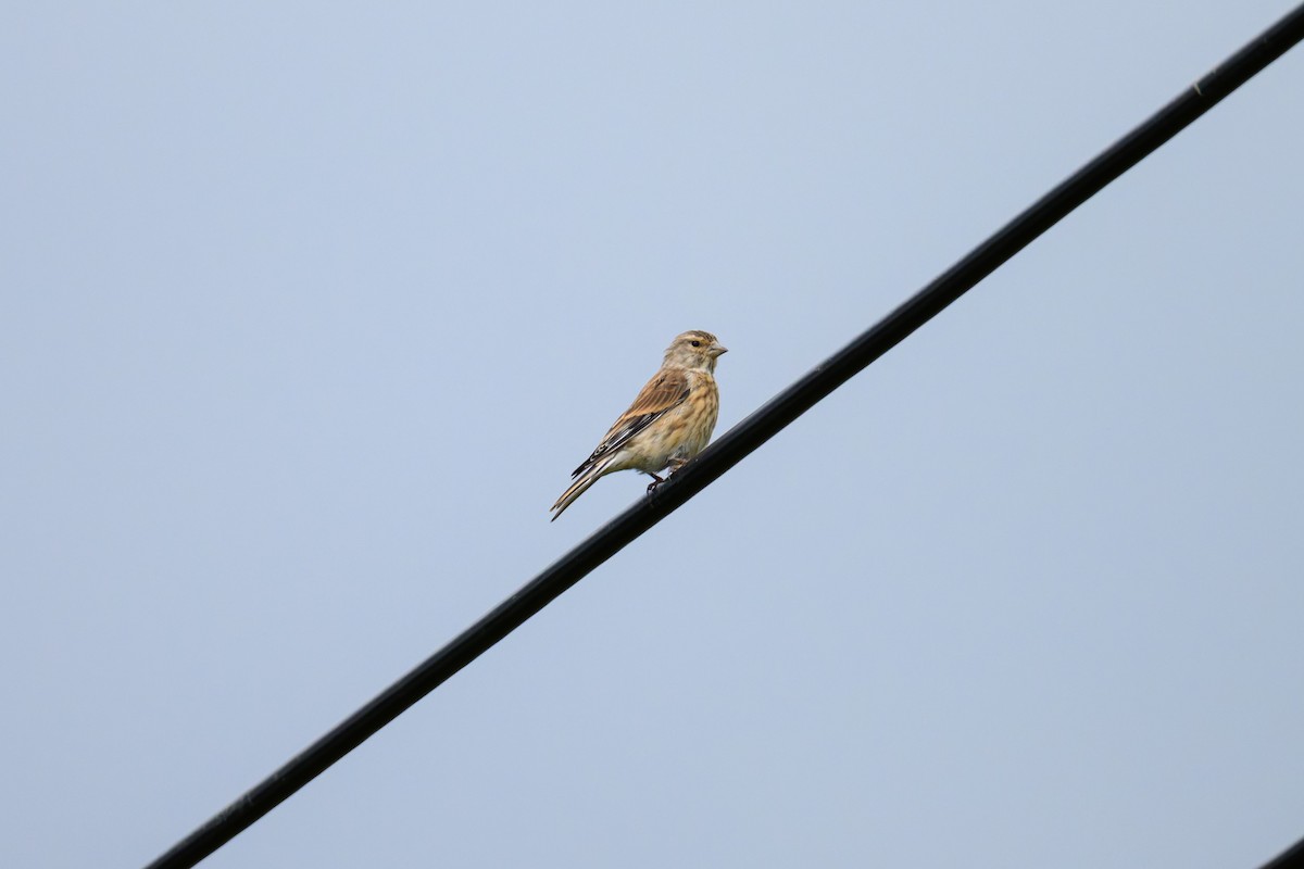 Eurasian Linnet - ML642757260