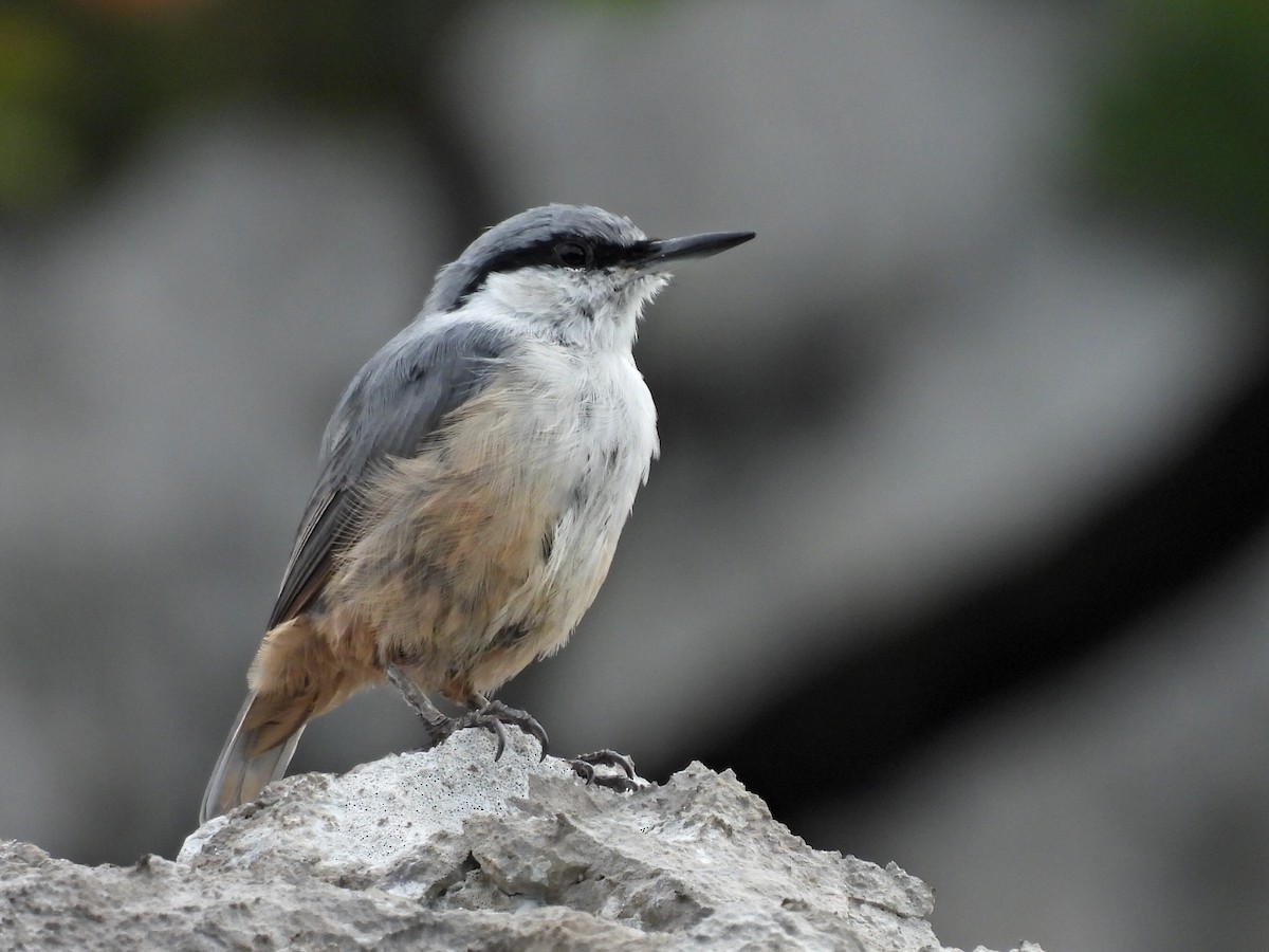 Western Rock Nuthatch - ML642757278