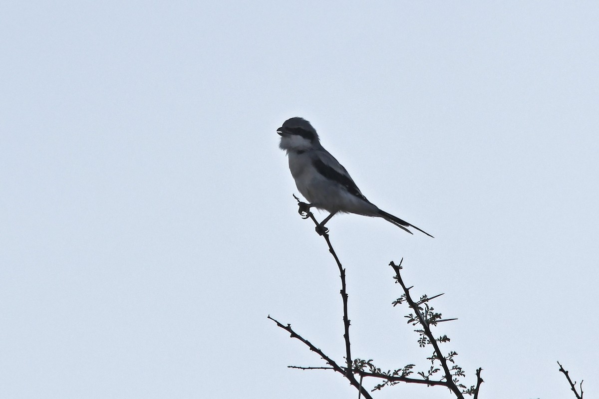 Great Gray Shrike (Sahara) - ML642757289