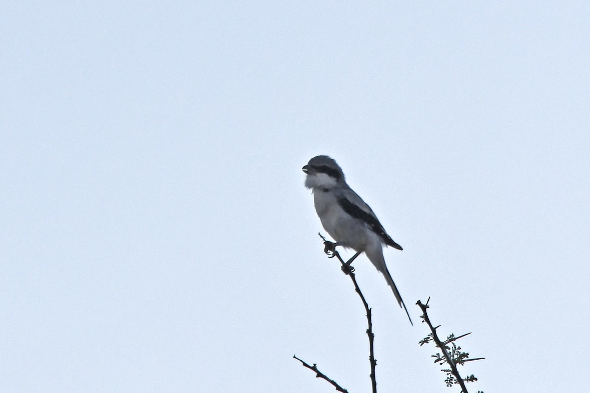 Great Gray Shrike (Sahara) - ML642757290