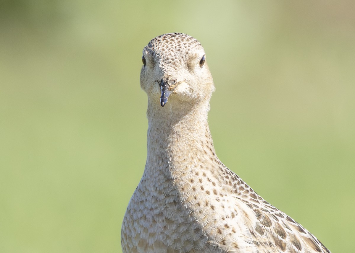 Buff-breasted Sandpiper - ML642757313
