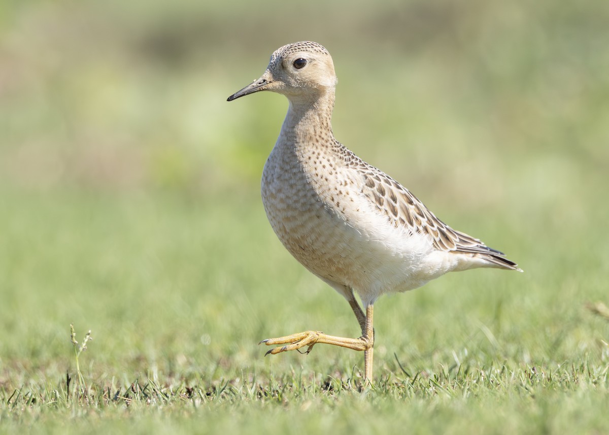 Buff-breasted Sandpiper - ML642757315