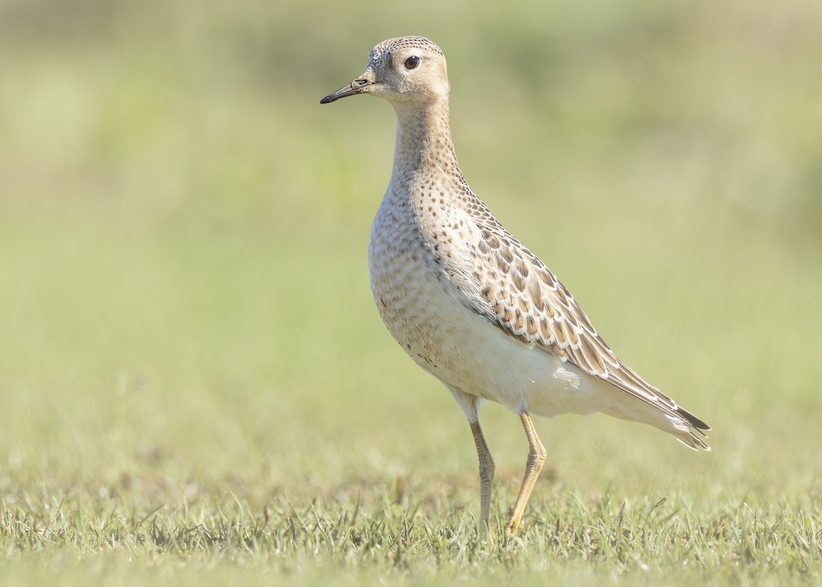 Buff-breasted Sandpiper - ML642757316