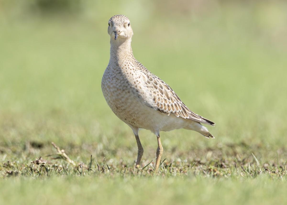 Buff-breasted Sandpiper - ML642757317