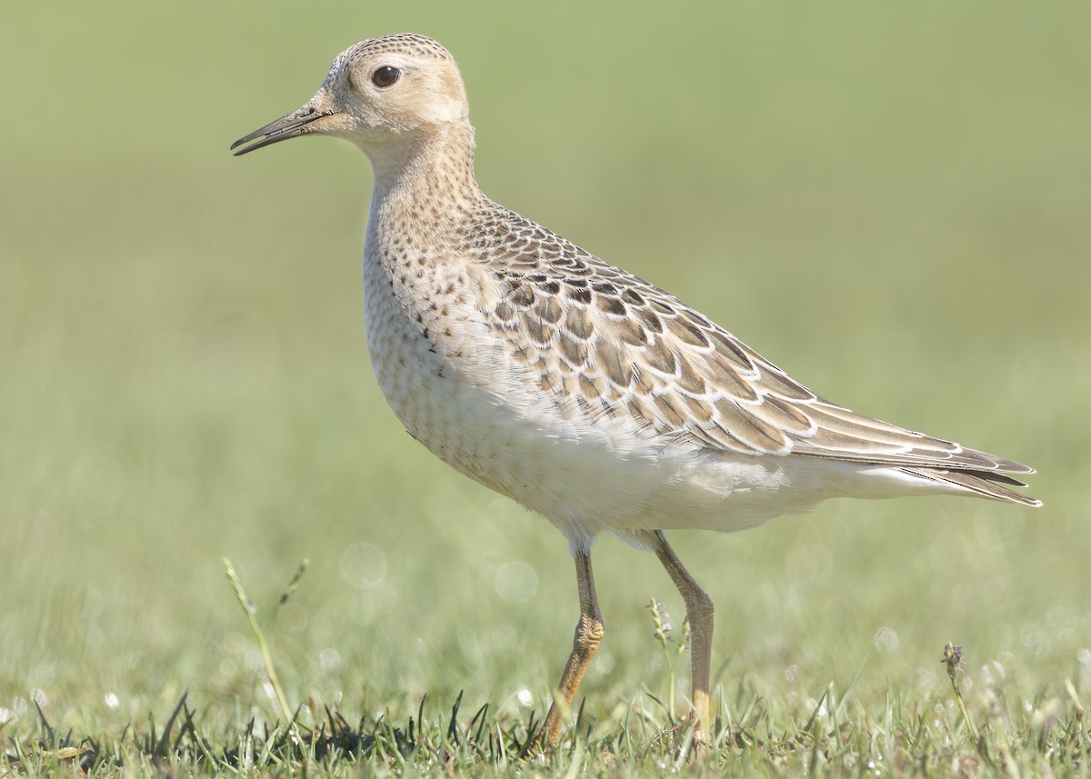 Buff-breasted Sandpiper - ML642757318
