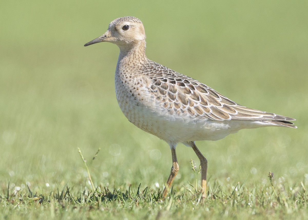 Buff-breasted Sandpiper - ML642757319