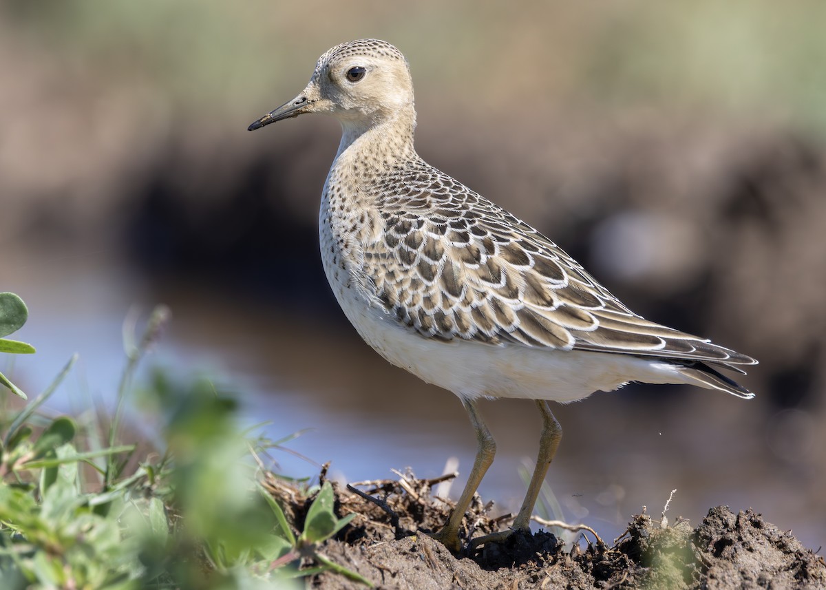 Buff-breasted Sandpiper - ML642757320