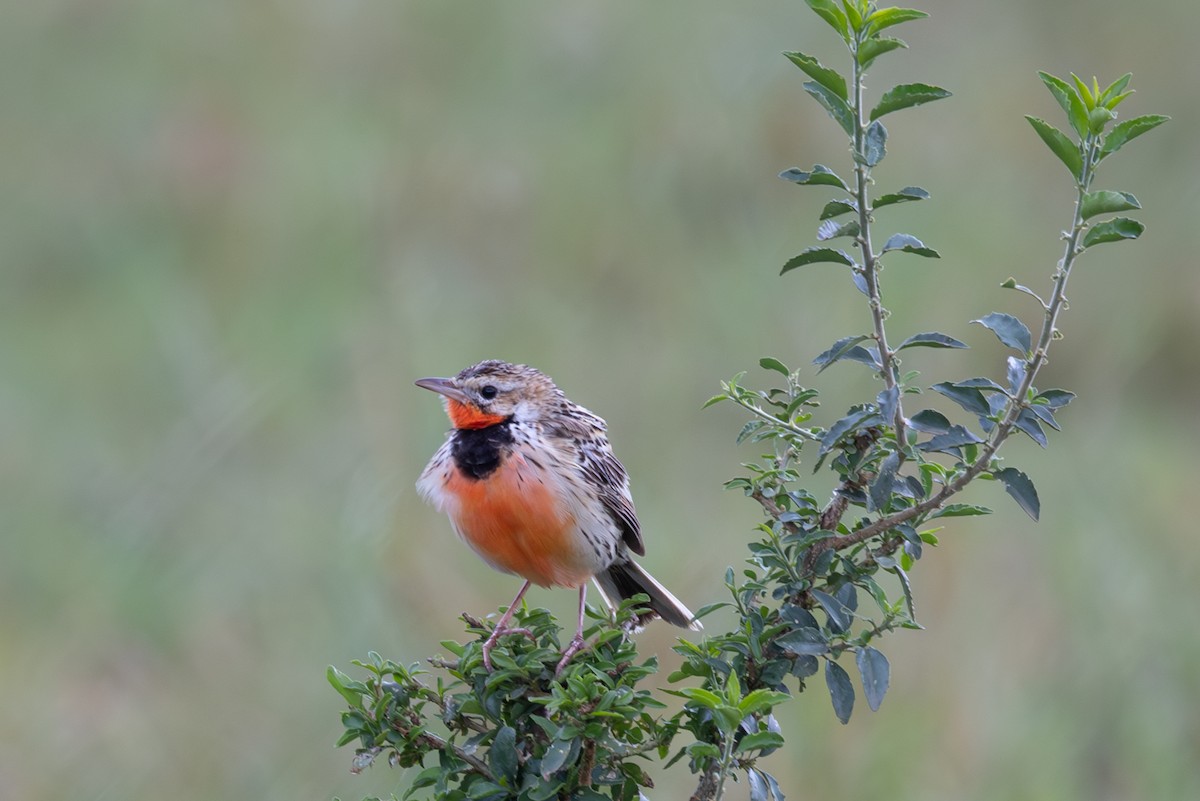 Rosy-throated Longclaw - ML642757321