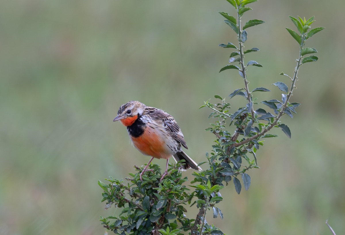 Rosy-throated Longclaw - ML642757322