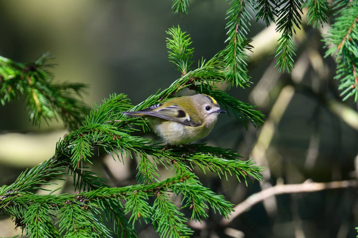Goldcrest - ML642757324