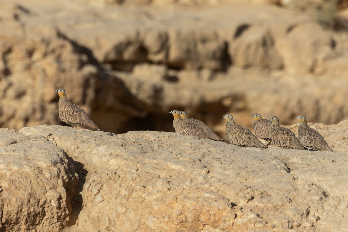 Crowned Sandgrouse - ML642757345