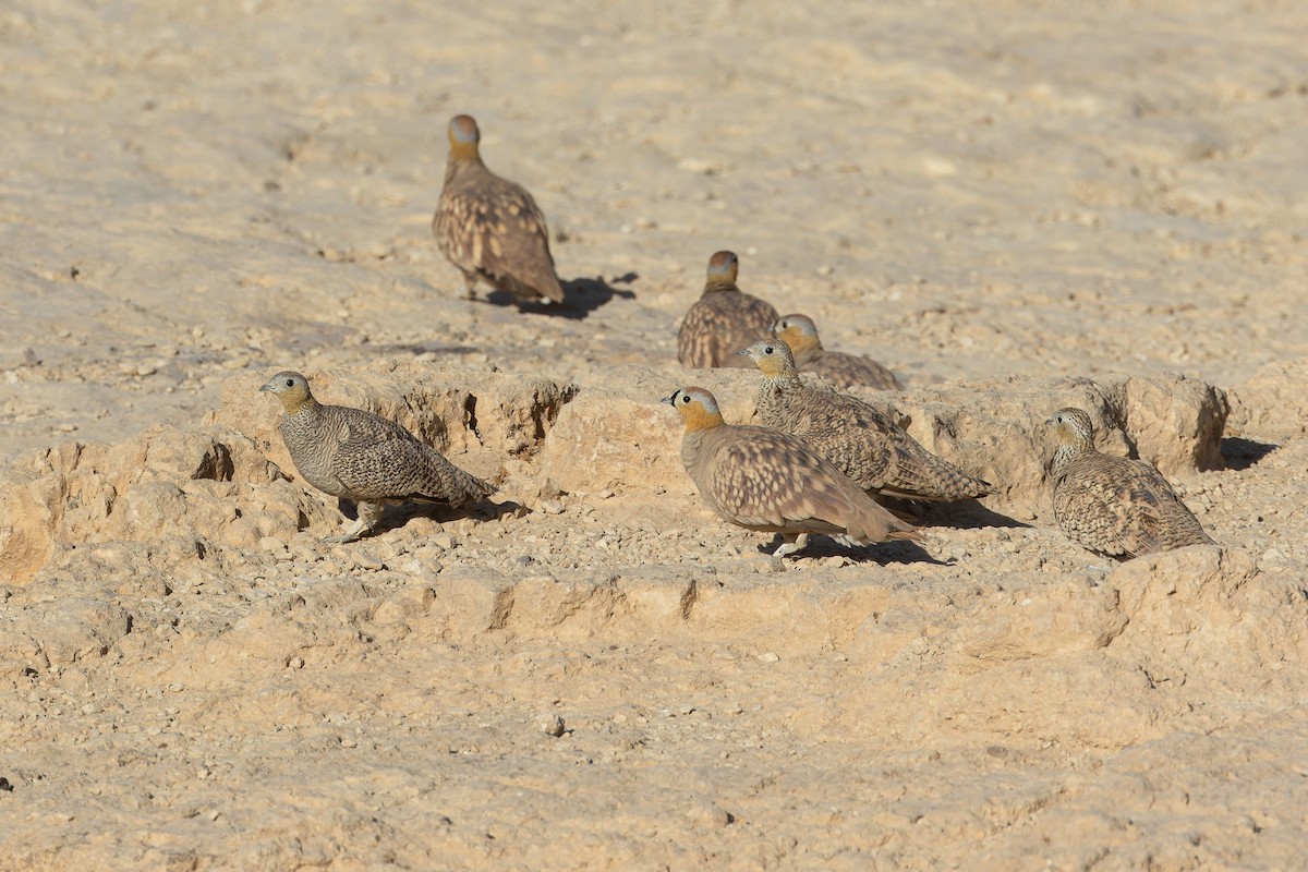 Crowned Sandgrouse - ML642757346