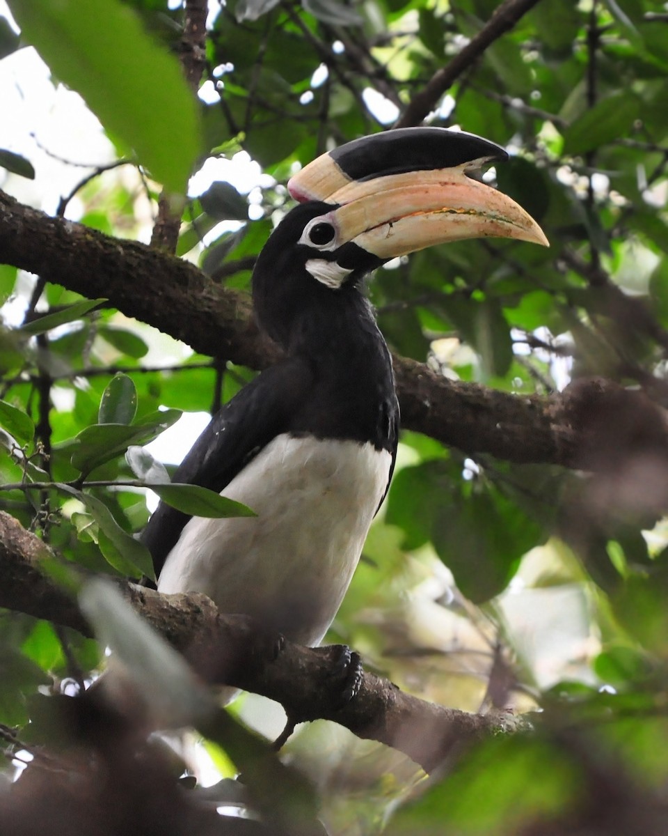 Malabar Pied-Hornbill - ML642757348
