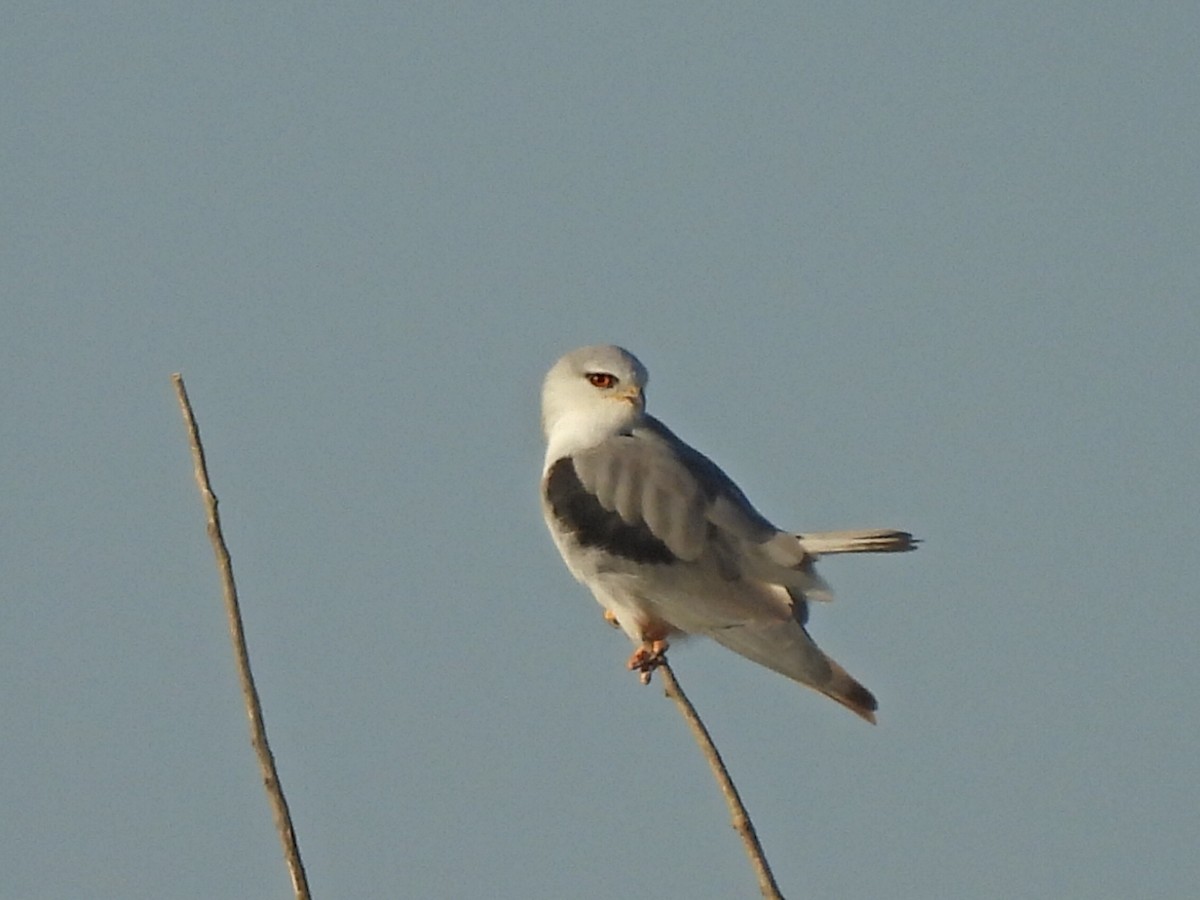 Black-winged Kite - ML642757364