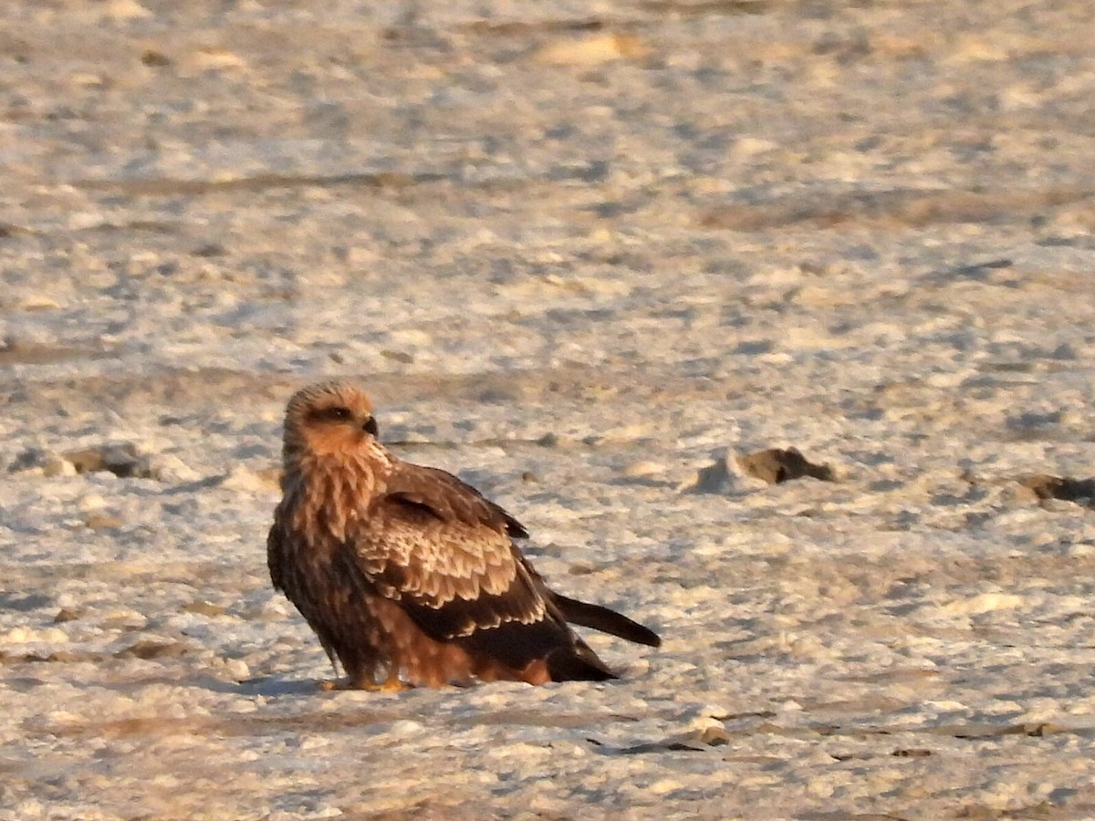 Black Kite - ML642757371