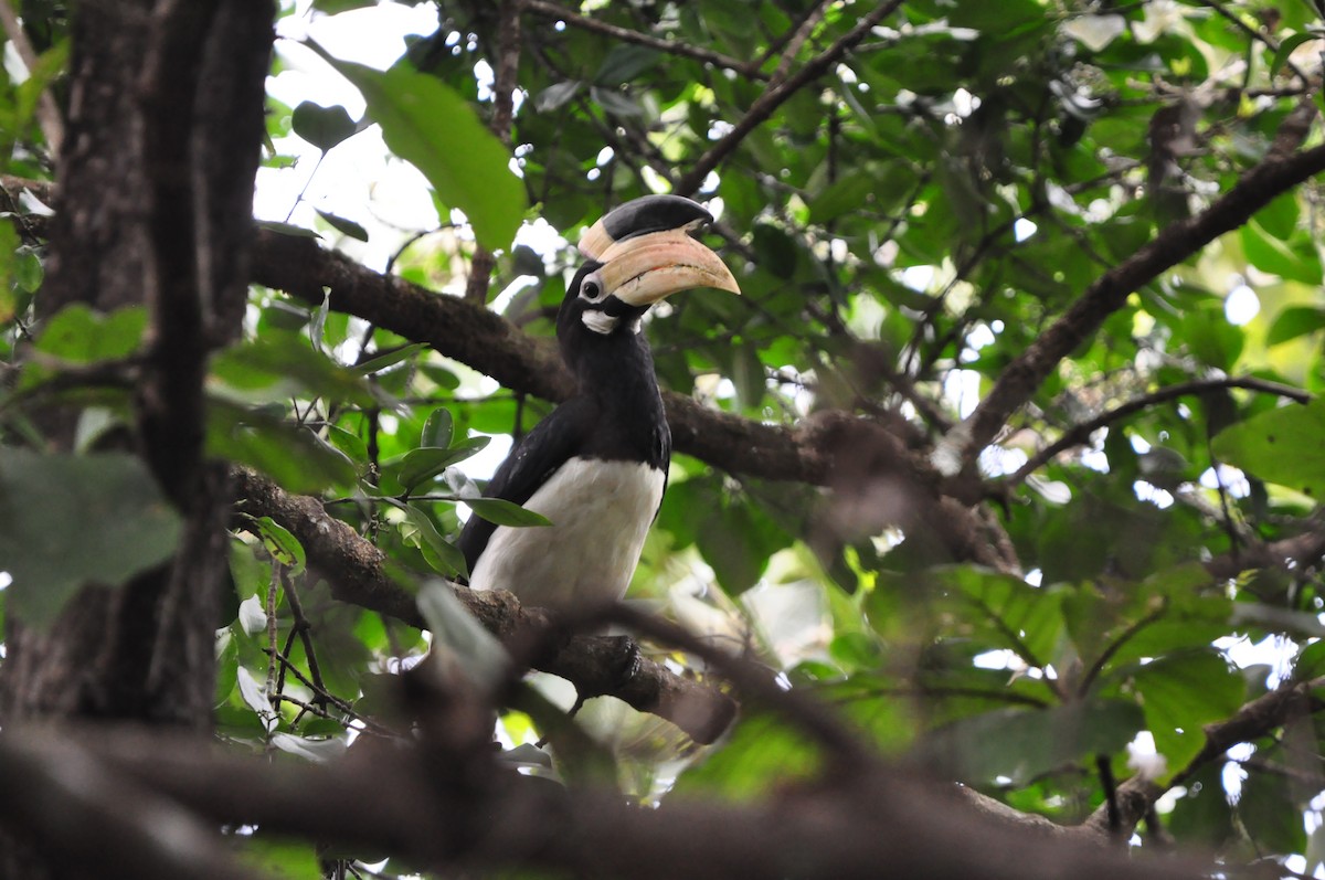 Malabar Pied-Hornbill - ML642757373