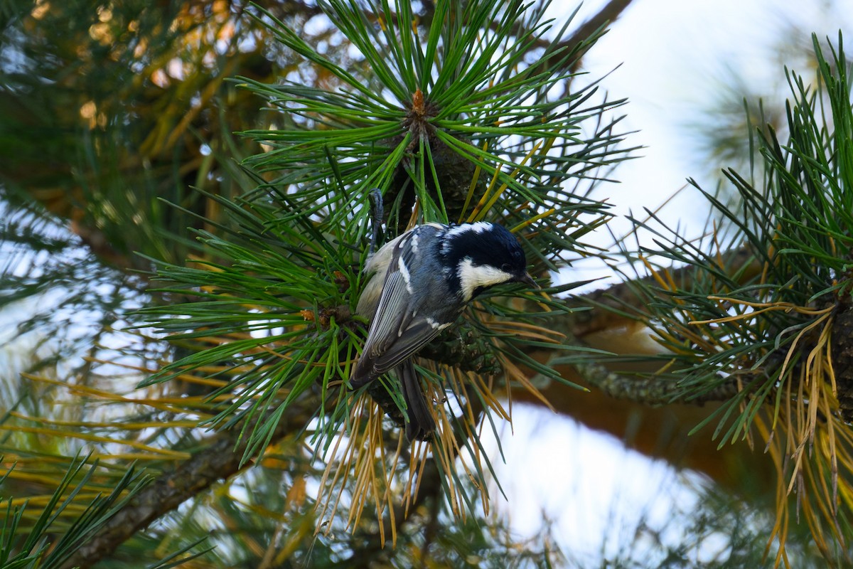Coal Tit - ML642757374