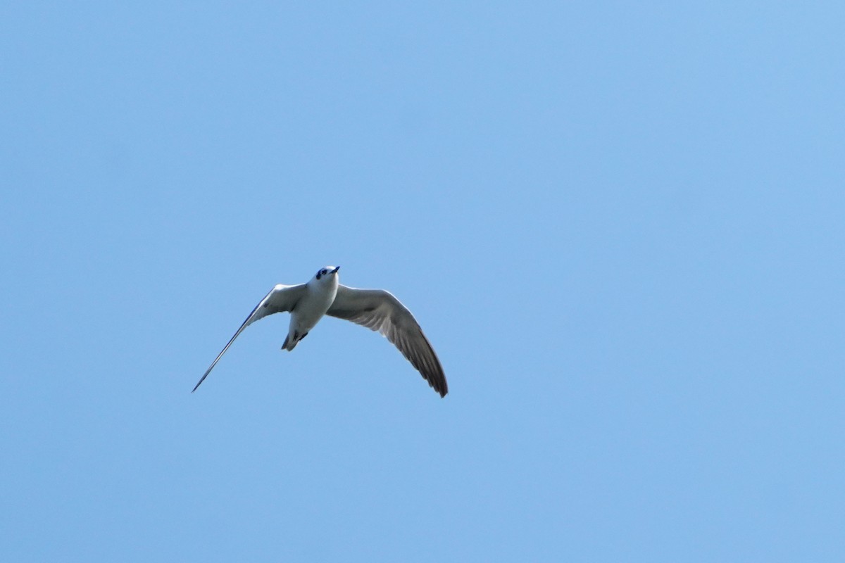White-winged Tern - ML642757376