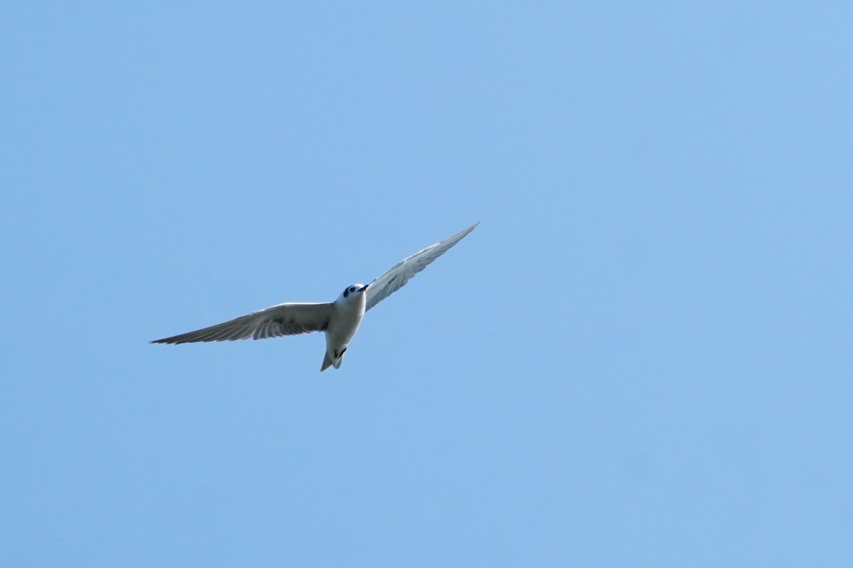 White-winged Tern - ML642757377