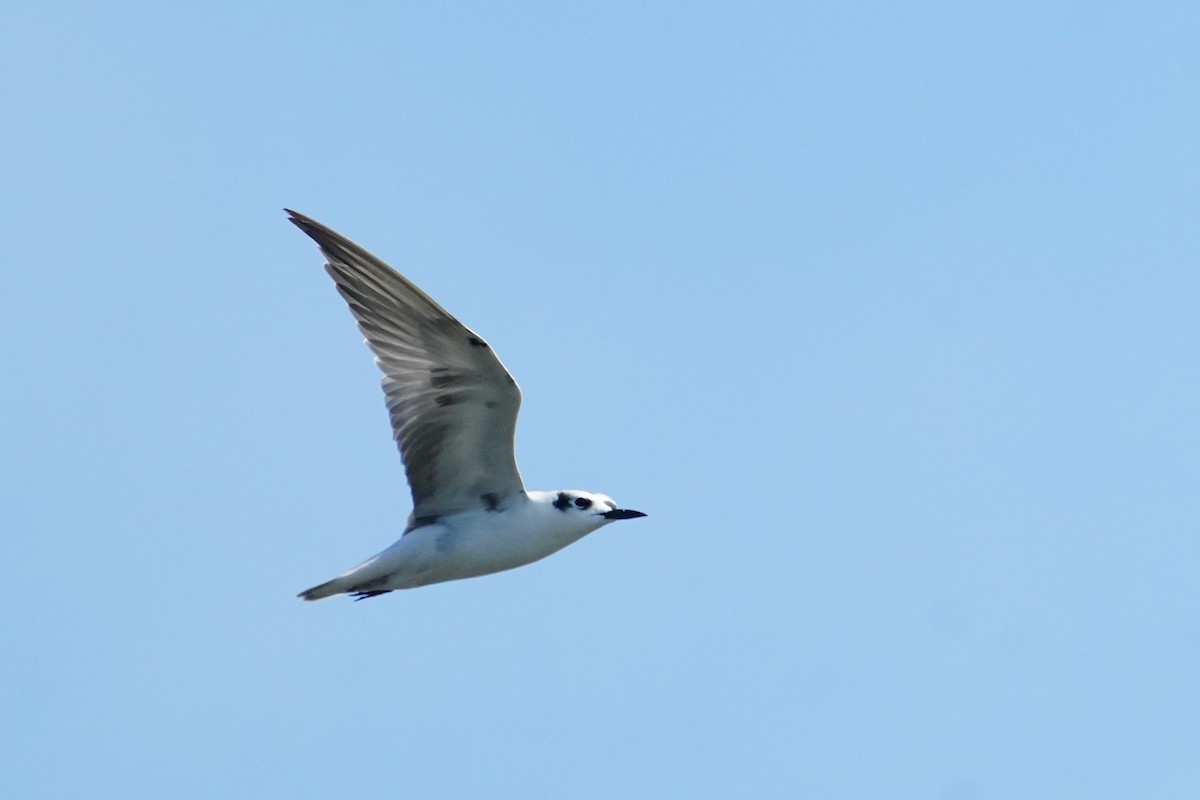 White-winged Tern - ML642757378
