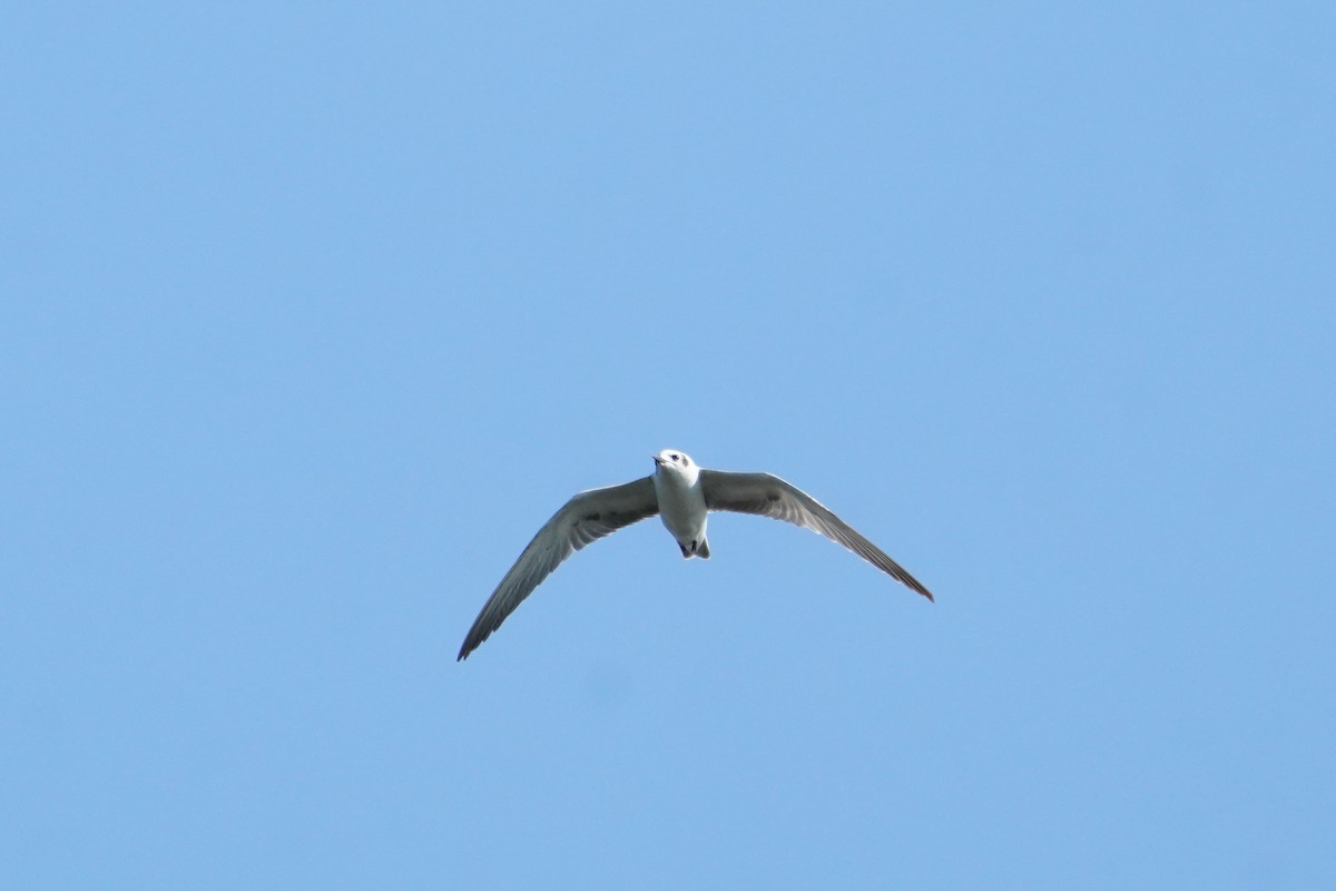 White-winged Tern - ML642757379