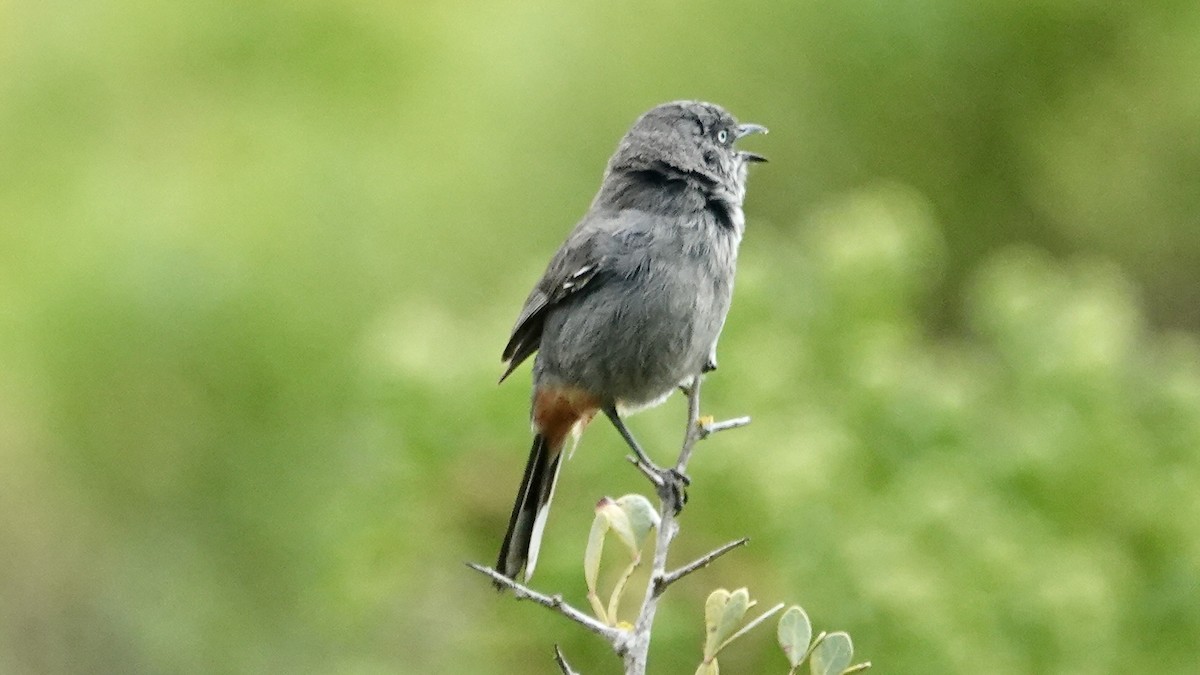 Chestnut-vented Warbler - ML642757392