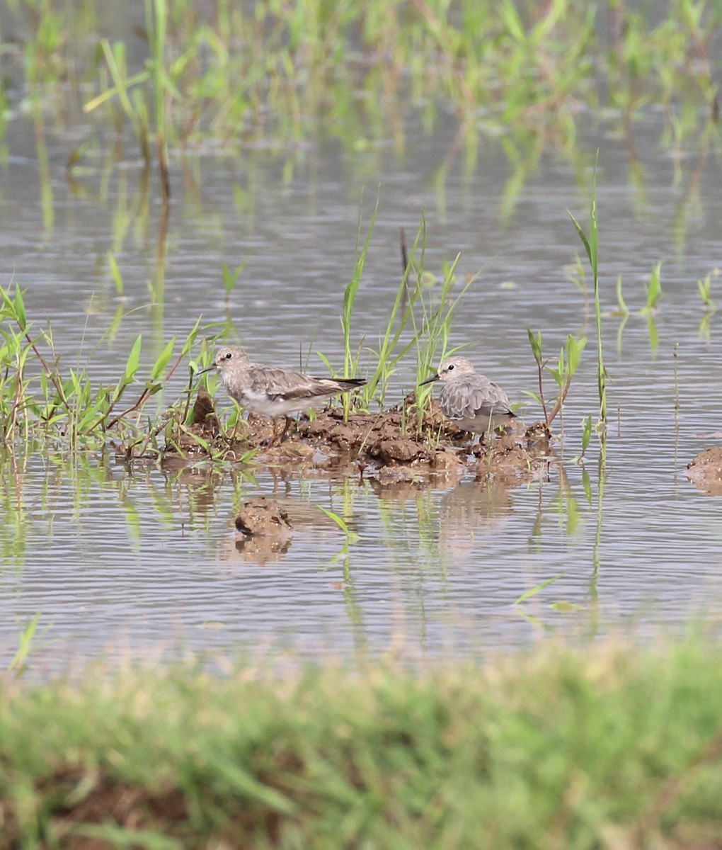 temmincksnipe - ML642757394