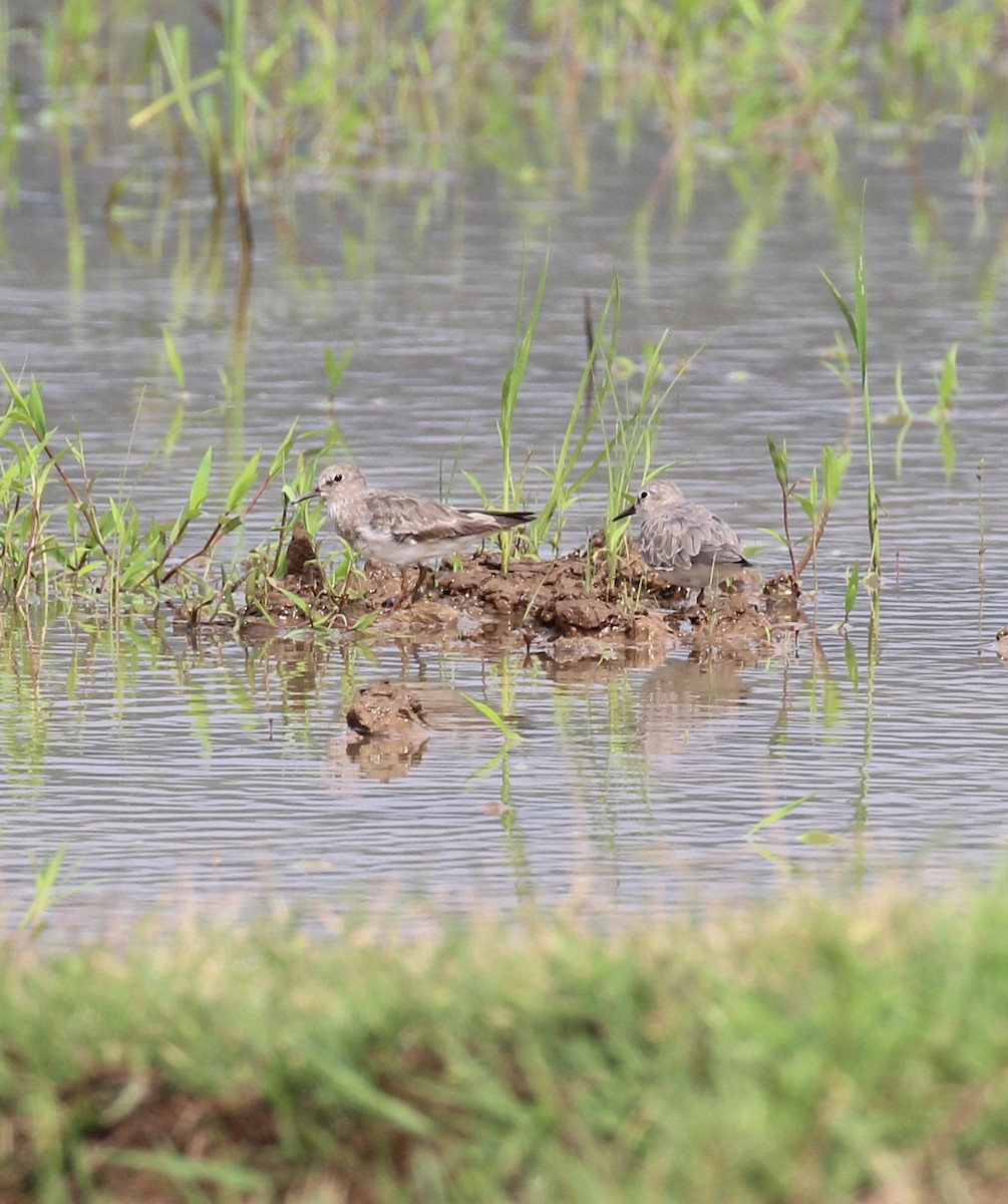 temmincksnipe - ML642757395
